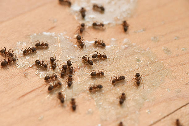 Pest Control for Restaurants in Coopertown, TN